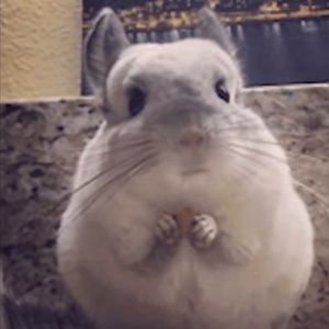 Meet your Posher, Lucy